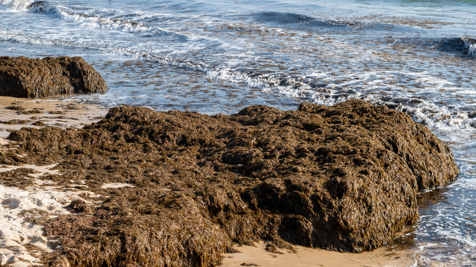Alga invasora está a espalhar-se na costa de Sines e preocupa investigadores