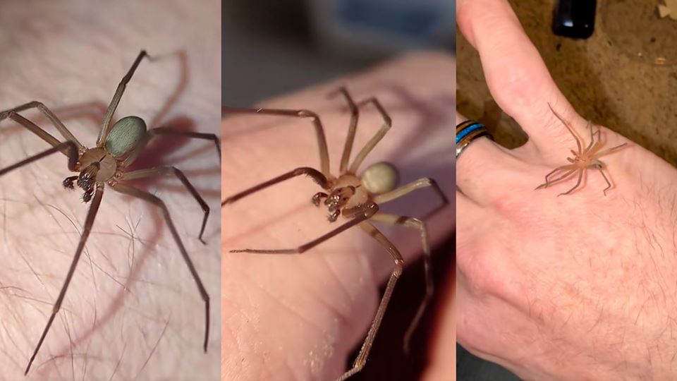Nova aranha venenosa é identificada em Portugal pela primeira vez: o que se sabe sobre a espécie