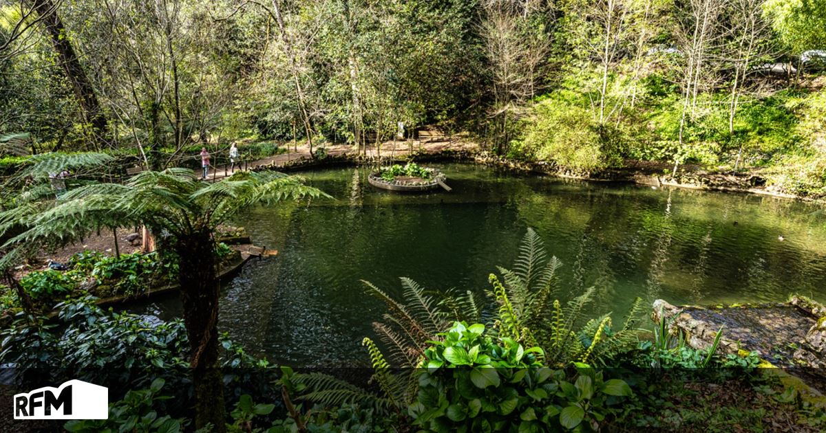 There is a forest in Portugal recognised for helping to reduce stress