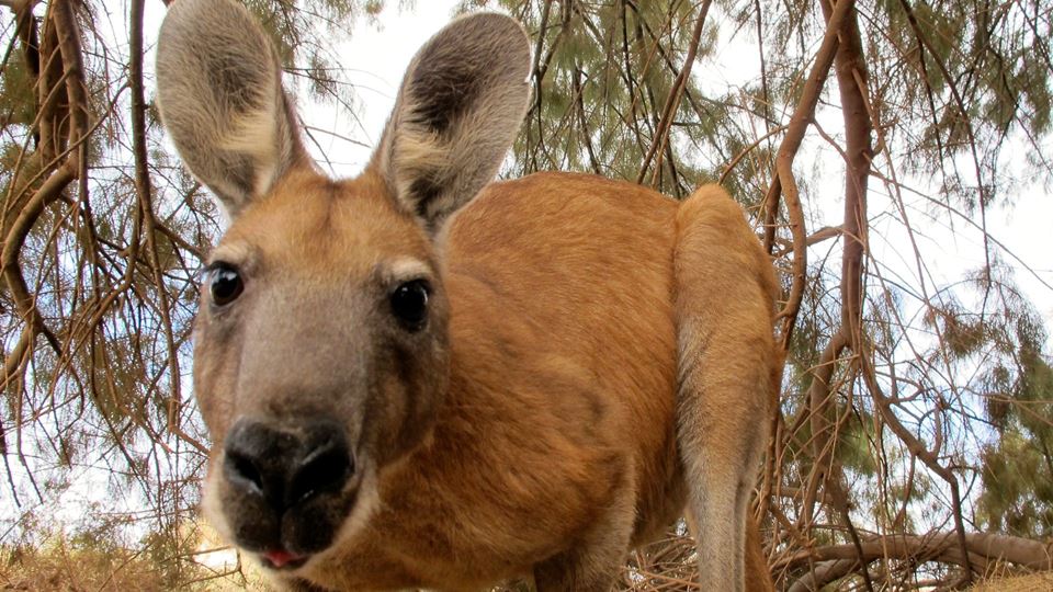 Canguru a "tocar" uma guitarra? Parece que aconteceu e é a fotografia mais cómica do ano! Canguru a "tocar" uma guitarra? Parece que aconteceu e é a fotografia mais cómica do ano!