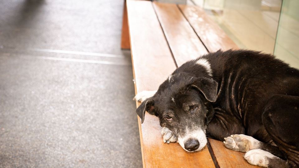 Mulher abandona animal de companhia no aeroporto porque não podia acompanhá-la