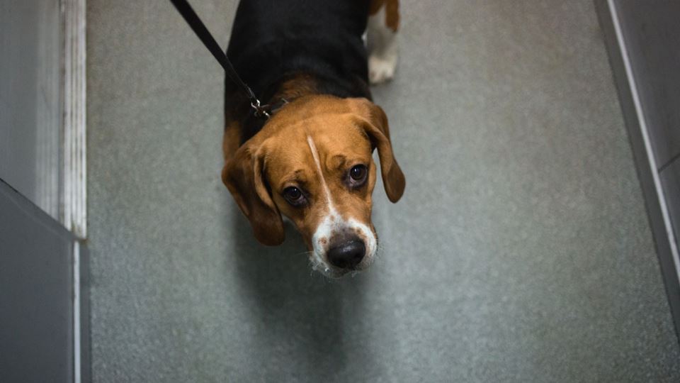 Menino salva cadela que fica presa em elevador e as imagens são angustiantes