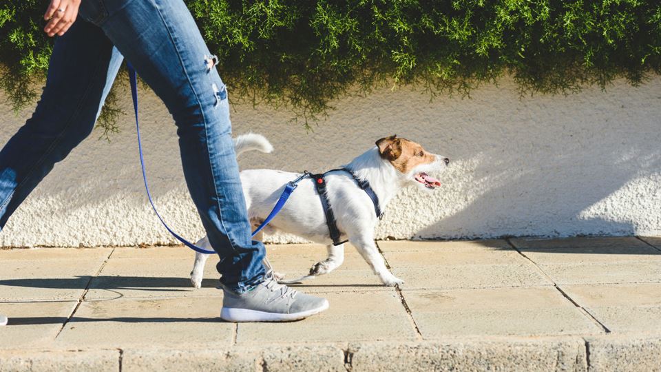 Nova lei obriga donos a passear os cães duas vezes por dia