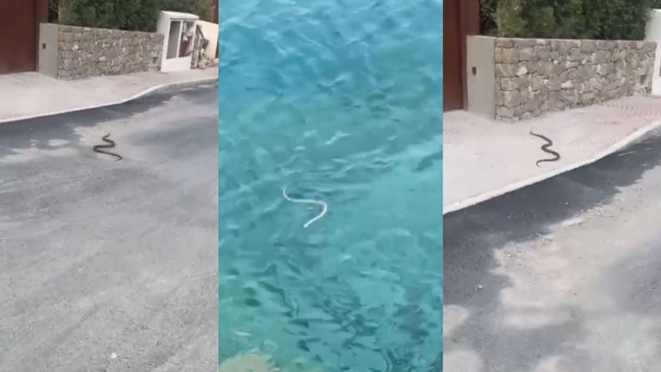 Praga de cobras nas Baleares está a preocupar turistas. O que fazer se encontrares uma serpente Praga de cobras nas Baleares está a preocupar turistas. O que fazer se encontrares uma serpente