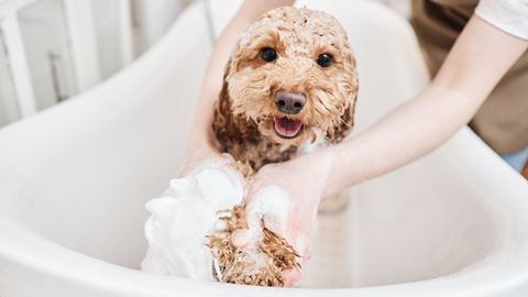 Com que frequência devemos dar banho aos nossos cães? Peritos esclarecem