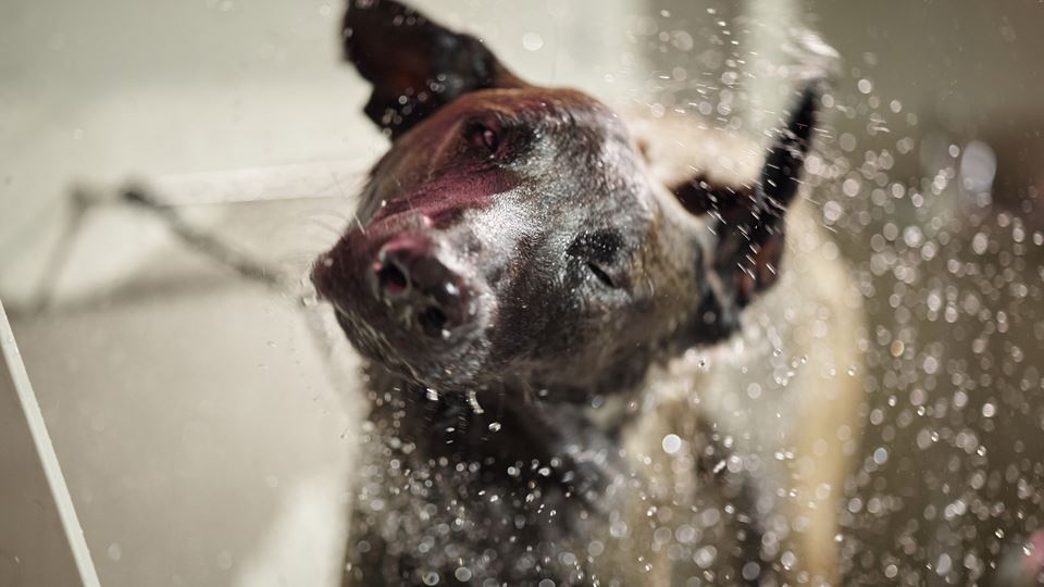 Como dar banho ao teu cão em casa (sem transformar a casa de banho num campo de batalha)