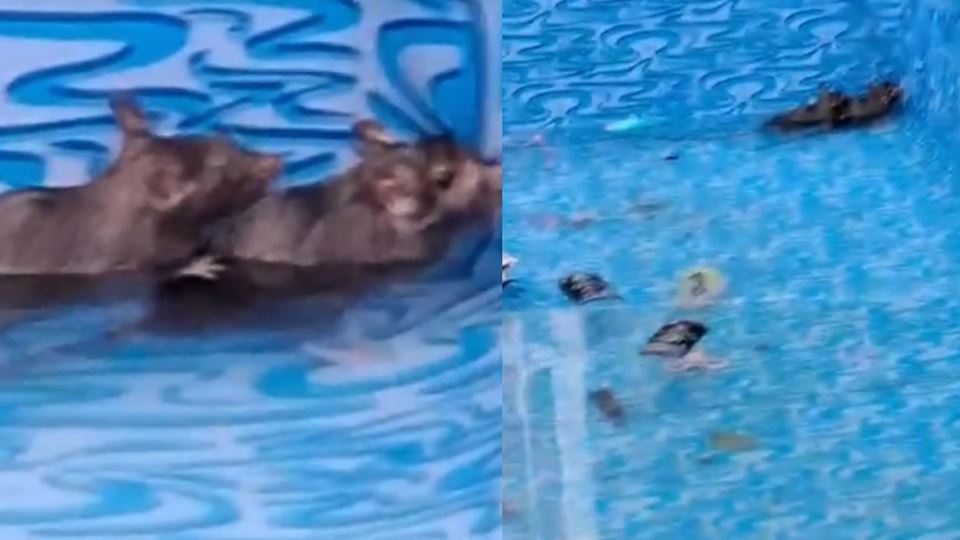 Com 60ºC, ratos refrescam-se numa piscina Com 60ºC, ratos refrescam-se numa piscina