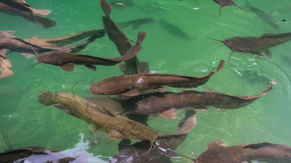 Siluros no Tejo: operação retira 254 exemplares num dia e revela possível invasão de grande escala